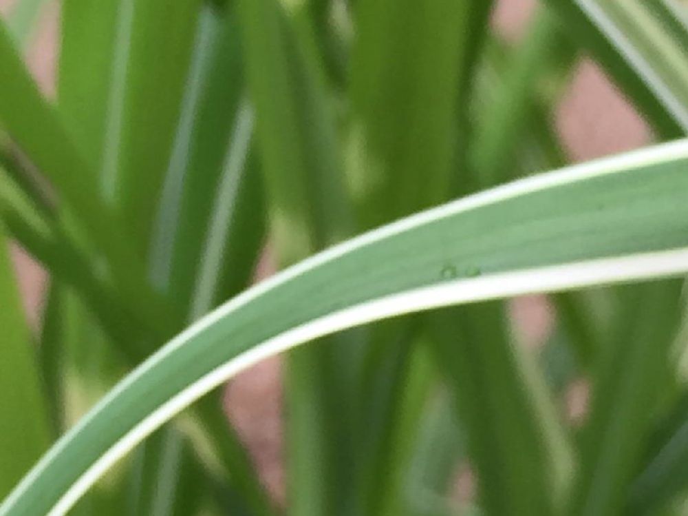 シマススキ　葉