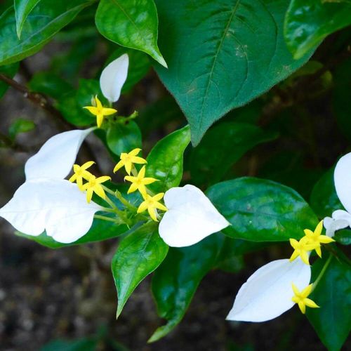 コンロンカの育て方 置き場所や挿し木の方法は 剪定は必要 Greensnap グリーンスナップ コンロンカの育て方 置き場所や挿し木の方法は 剪定は必要 Greensnap グリーンスナップ