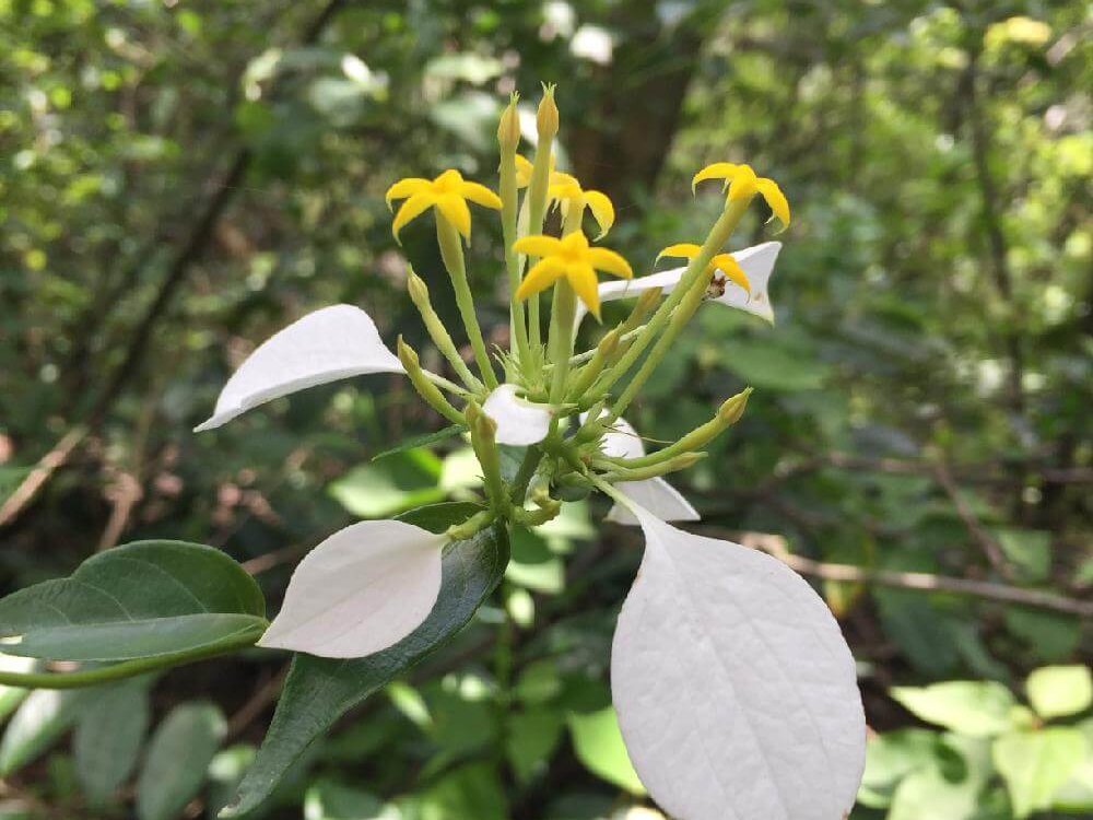 コンロンカ　黄色い花　白い葉