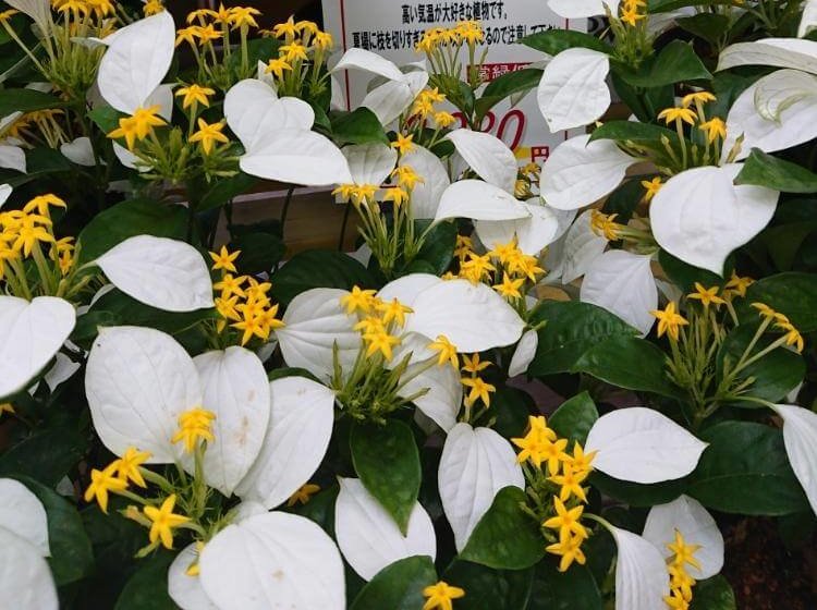 コンロンカ　黄色い花　白い葉