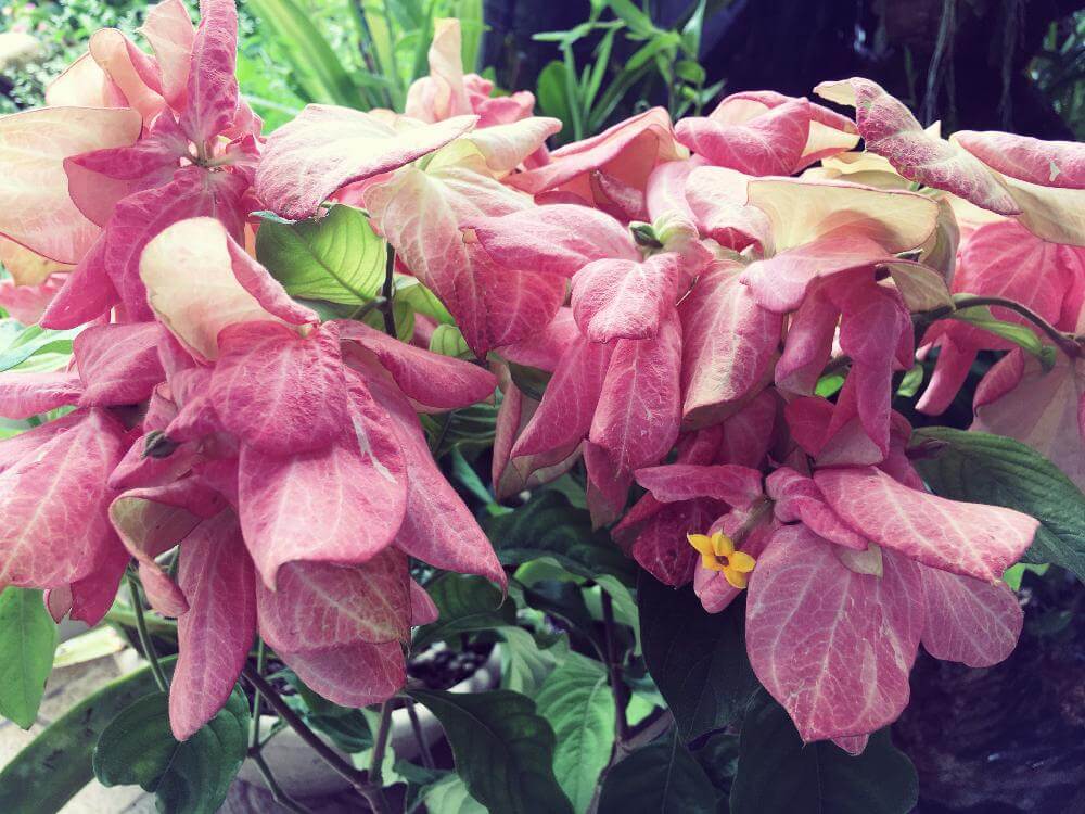 コンロンカ　ピンク色の花