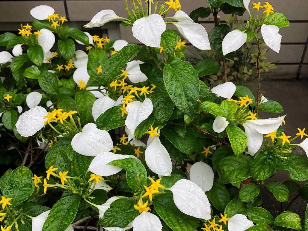 コンロンカ　黄色い花　白い葉　水滴