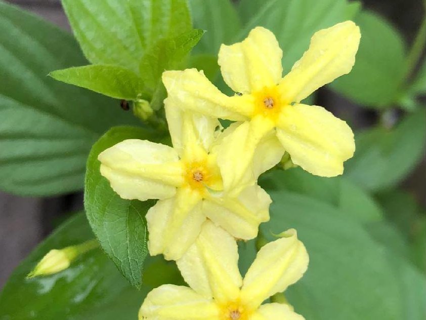 コンロンカ　黄色い花