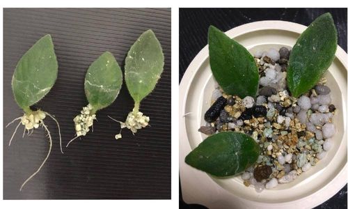 ストレプトカーパスの育て方 日当たりや水やりの加減 手入れのコツは Greensnap グリーンスナップ