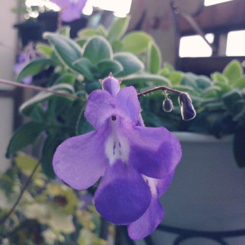 ストレプトカーパスの育て方 日当たりや水やりの加減 手入れのコツは Greensnap グリーンスナップ