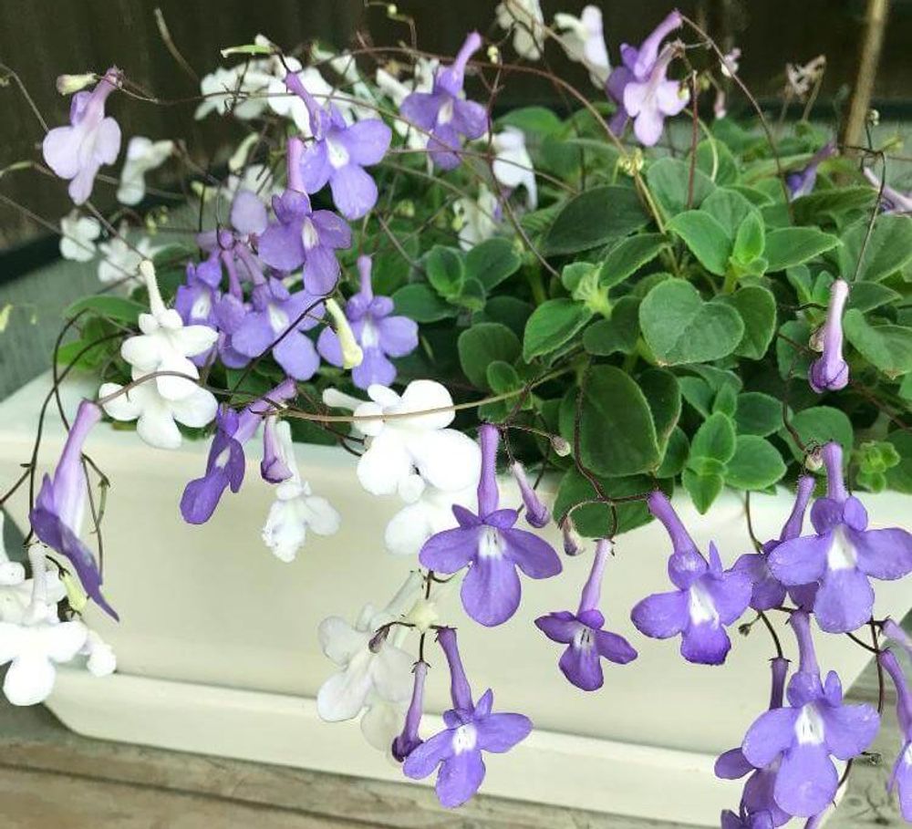 ストレプトカーパス、Photo by さくらこさん