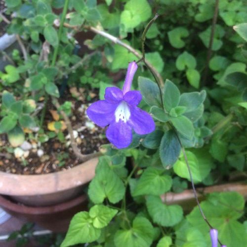 ストレプトカーパスの育て方 日当たりや水やりの加減 手入れのコツは Greensnap グリーンスナップ