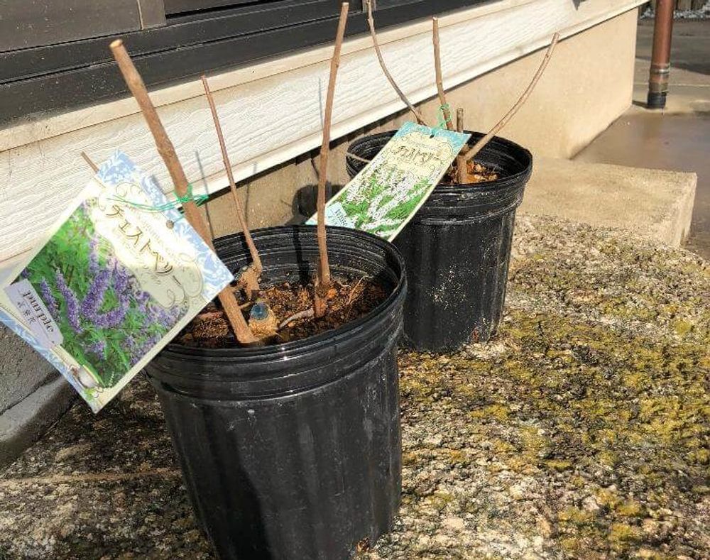 セイヨウニンジンボク　鉢植え　株