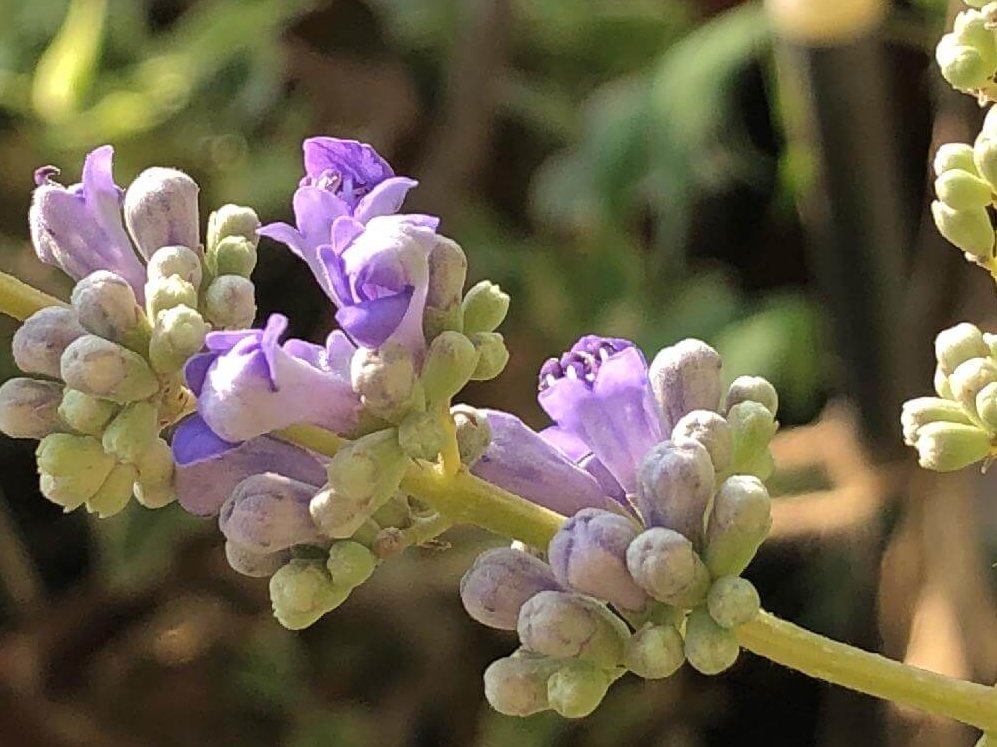 セイヨウニンジンボク　紫色の花