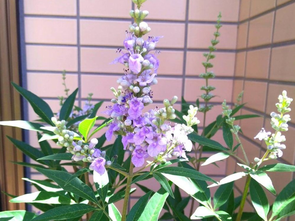 セイヨウニンジンボク　紫色の花