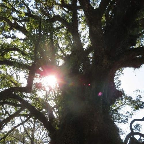 クスノキ 楠 の育て方 植え付け場所や水やりの頻度は 肥料は必要 Greensnap グリーンスナップ