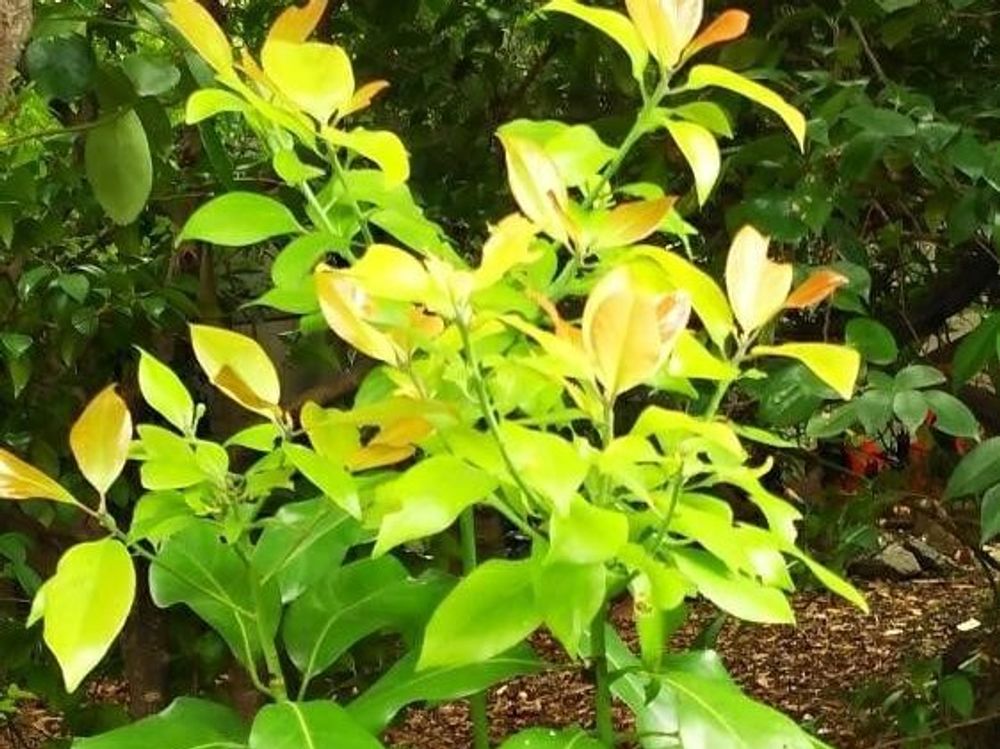 クスノキ(楠)　地植え　葉