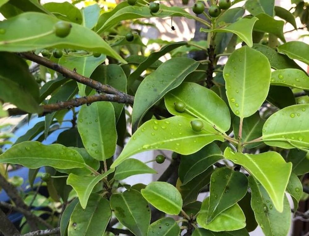 クスノキ(楠)　葉　水滴