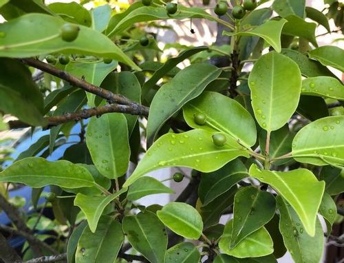 クスノキ 楠 の育て方 植え付け場所や水やりの頻度は 肥料は必要 Greensnap グリーンスナップ