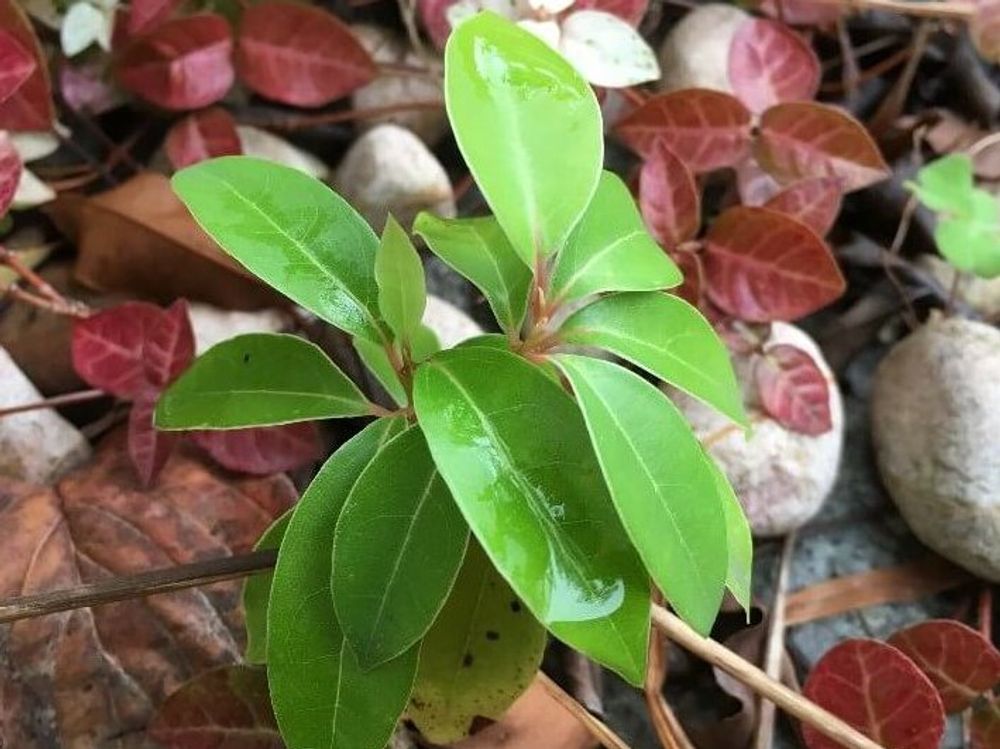 クスノキ(楠)　葉　水滴