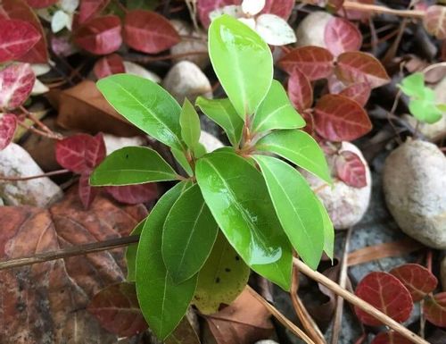 クスノキ 楠 の育て方 植え付け場所や水やりの頻度は 肥料は必要 Greensnap グリーンスナップ