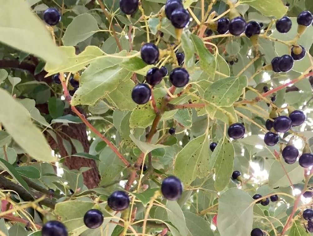 クスノキ(楠)　黒い実