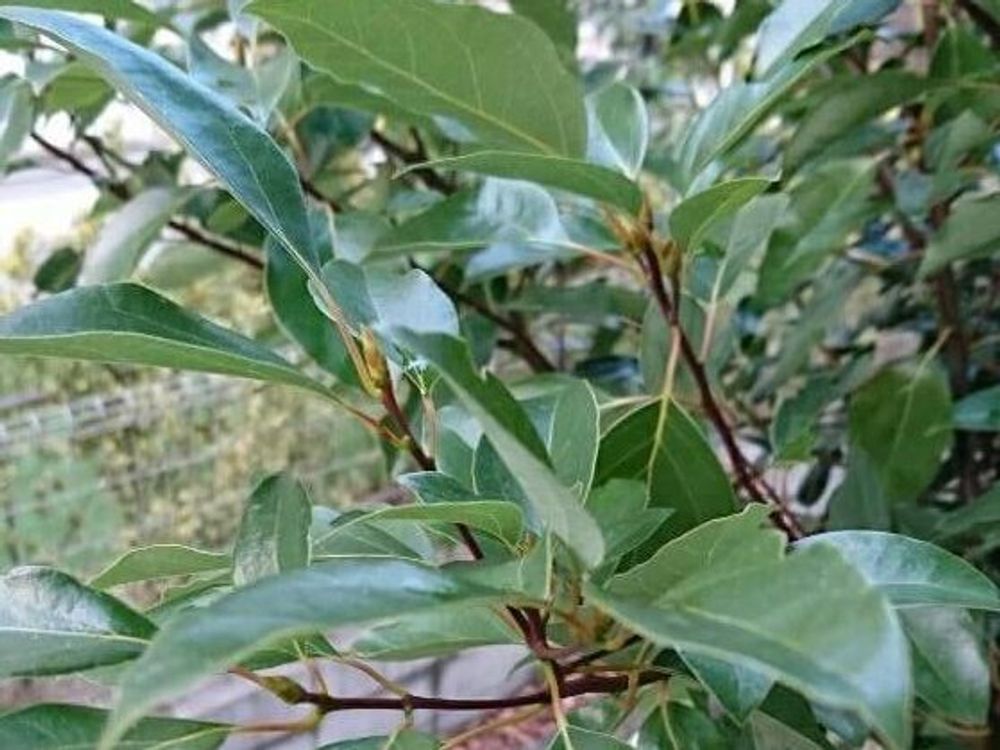 クスノキ(楠)　葉