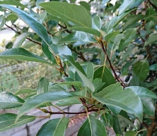 クスノキ 楠 の育て方 植え付け場所や水やりの頻度は 肥料は必要 Greensnap グリーンスナップ