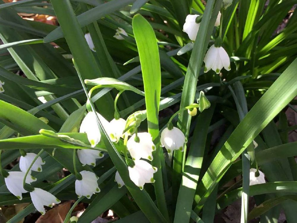 スノーフレーク(鈴蘭水仙)　白い花