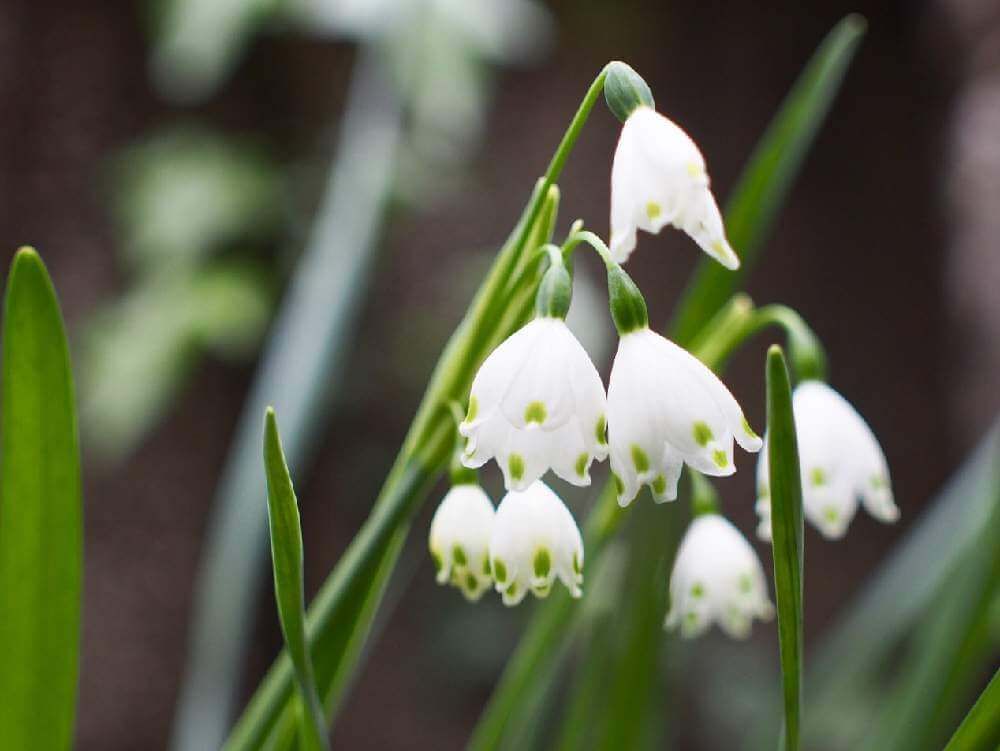 スノーフレーク(鈴蘭水仙)　白い花