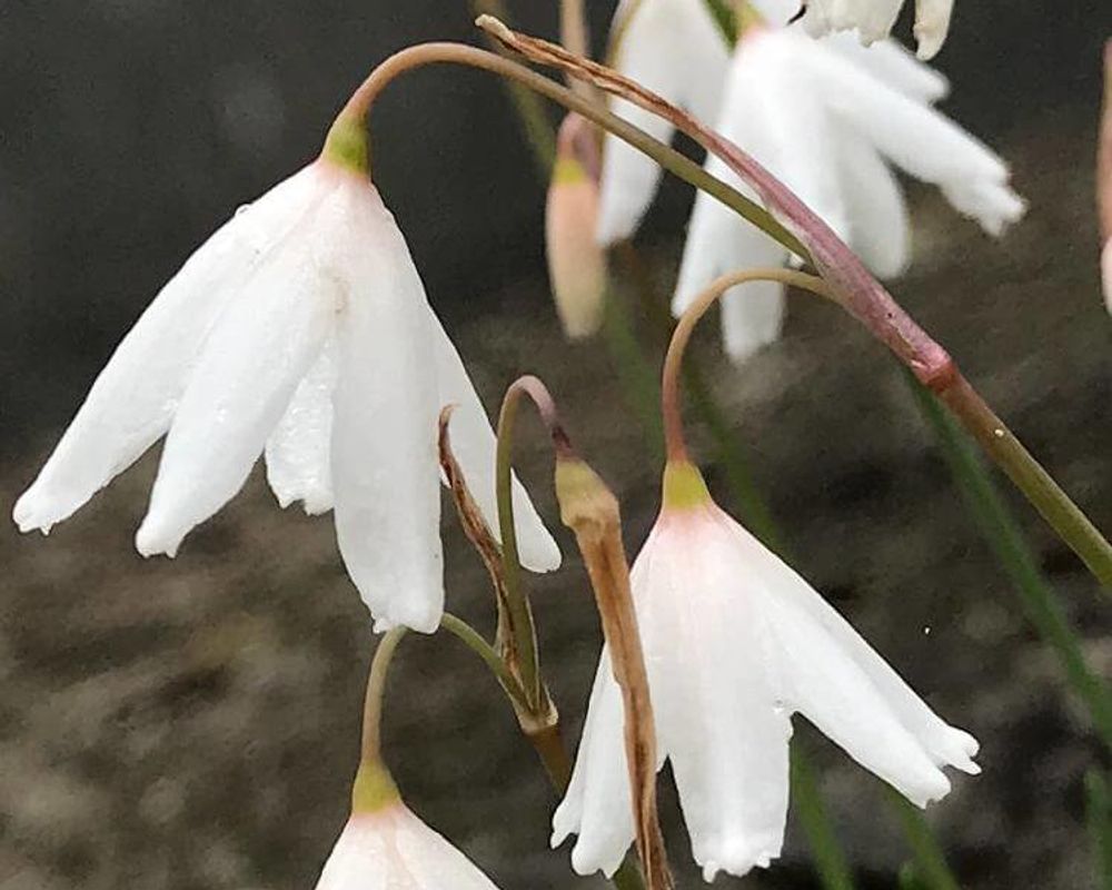 スノーフレーク photo by MI 