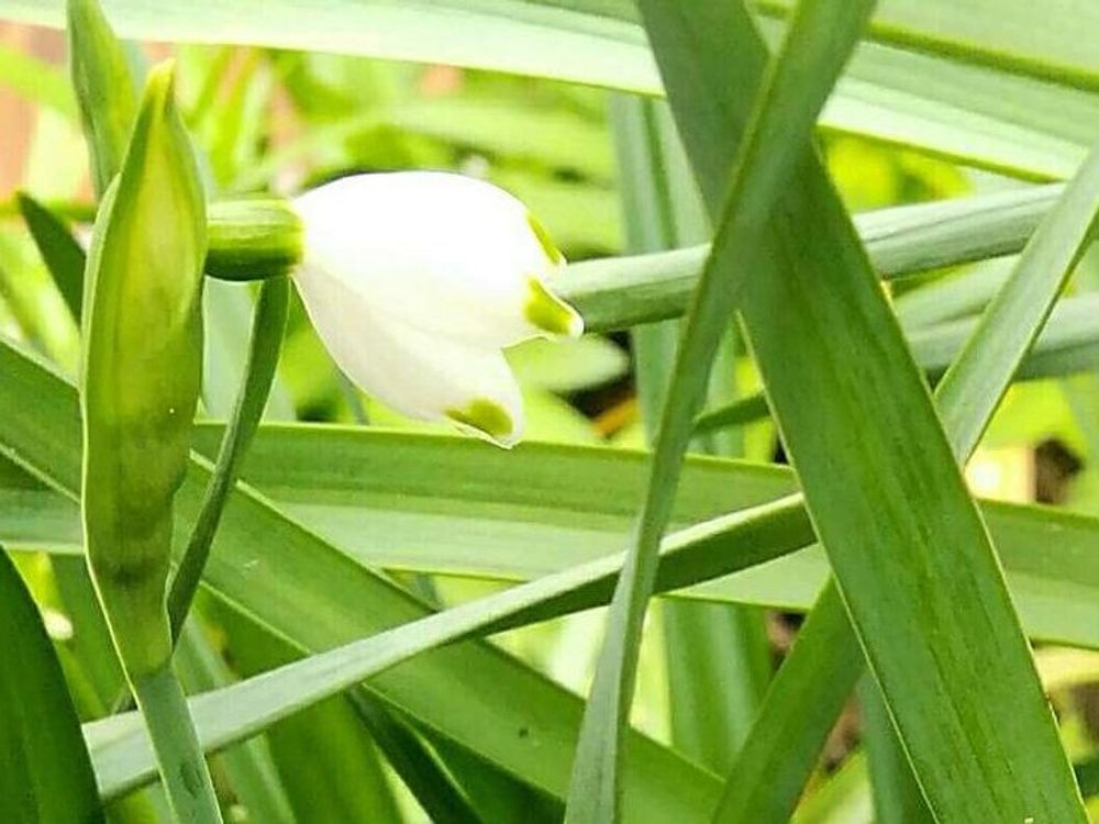 スノーフレーク(鈴蘭水仙)　白い花