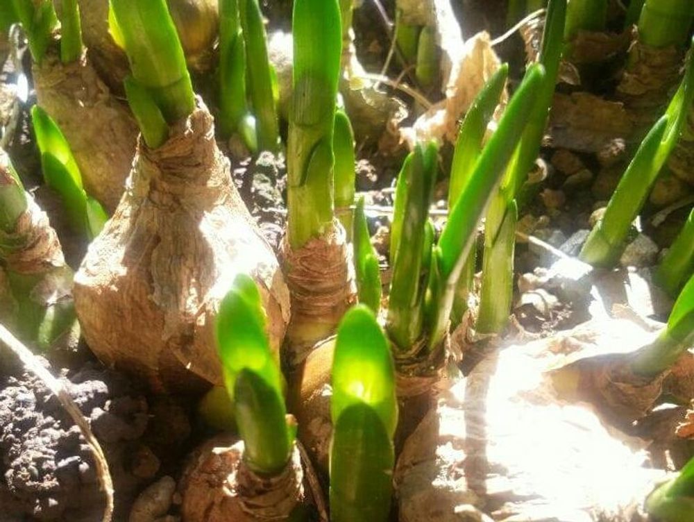 スノーフレーク(鈴蘭水仙)　地植え　日差し