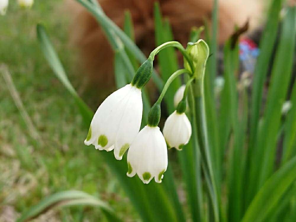 1月の誕生花 日にちごとの花の一覧や花言葉 フラワーギフトにもおすすめ Greensnap グリーンスナップ