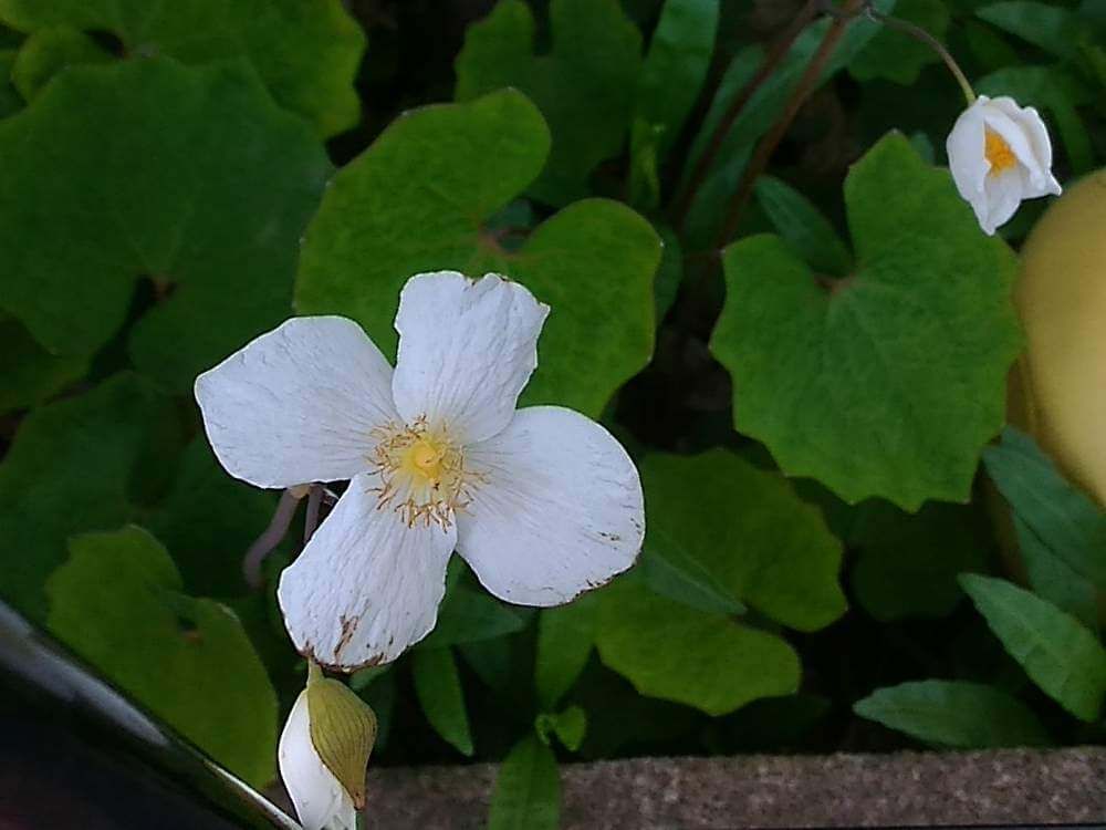 シラユキゲシ(白雪芥子)　白い花