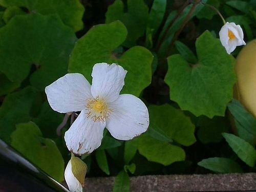 シラユキゲシ 白雪芥子 の育て方 水やりの頻度や植え付け方は Greensnap グリーンスナップ