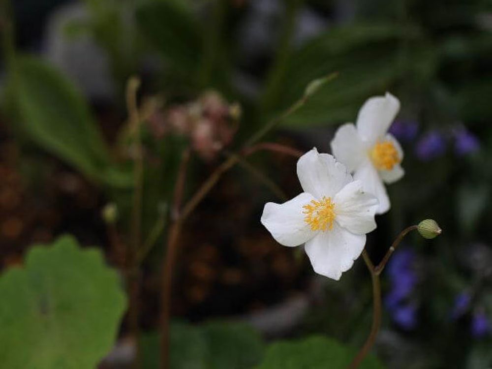 シラユキゲシ(白雪芥子)　白い花