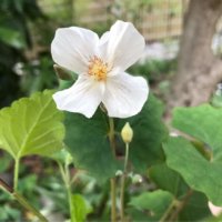 シラユキゲシ(白雪芥子)の育て方｜水やりの頻度や植え付け方は？の画像