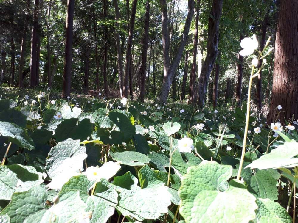 シラユキゲシ(白雪芥子)　白い花　森の中