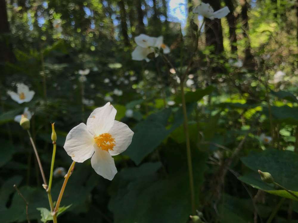 シラユキゲシ(白雪芥子)　白い花