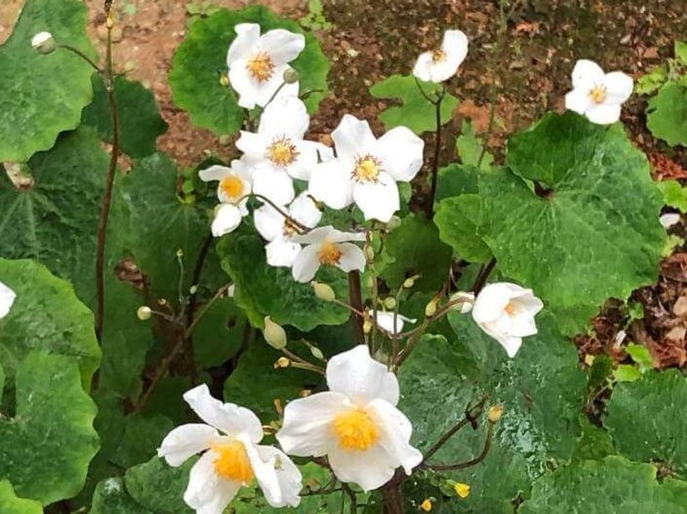 シラユキゲシ(白雪芥子)　白い花　地植え