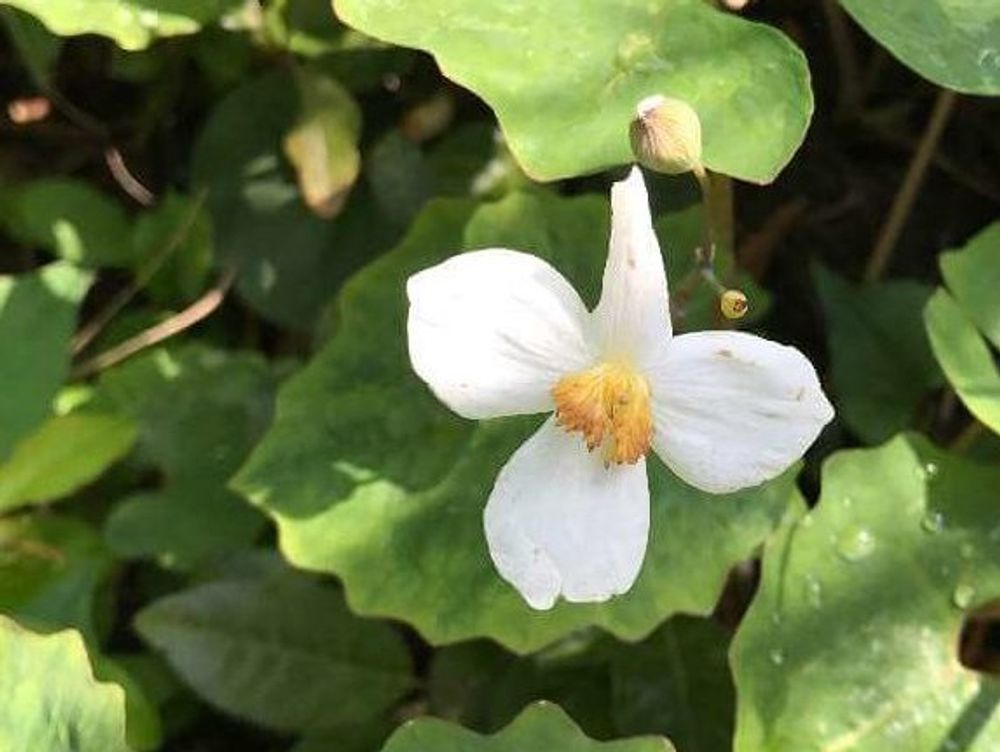 シラユキゲシ(白雪芥子)　白い花