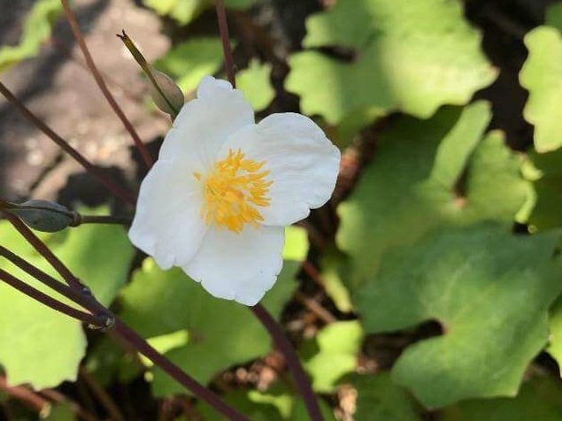 シラユキゲシ(白雪芥子)の育て方｜水やりの頻度や植え付け方は