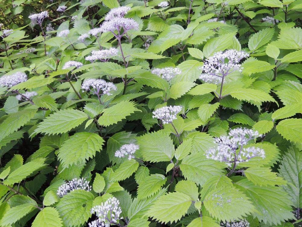 コアジサイ　白い花