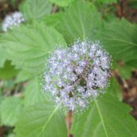 コアジサイの育て方｜植え付け時期や水やりの頻度は？の画像