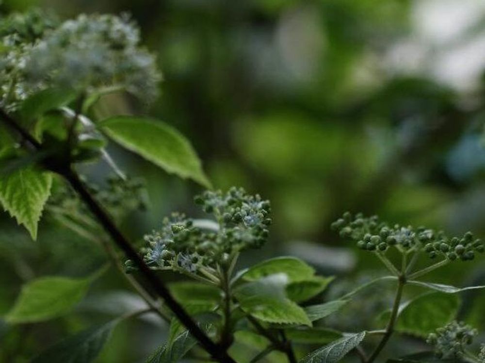 コアジサイ　葉