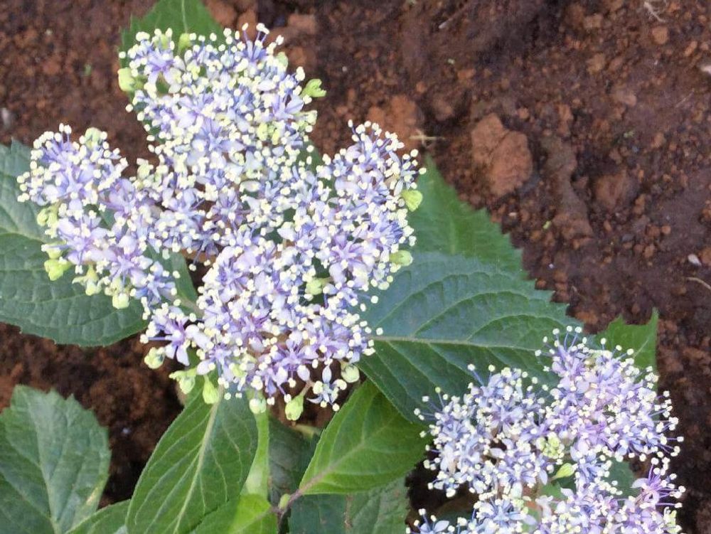 コアジサイ　紫色の花