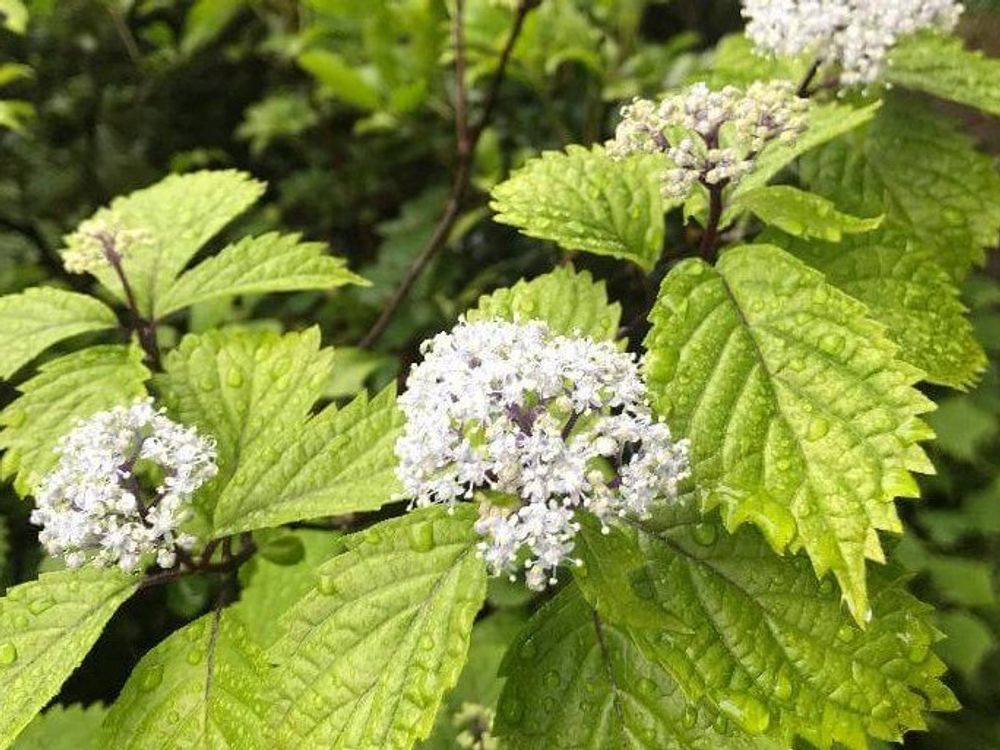 コアジサイ　白い花　水滴