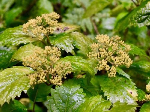 コアジサイの育て方 植え付け時期や水やりの頻度は Greensnap グリーンスナップ