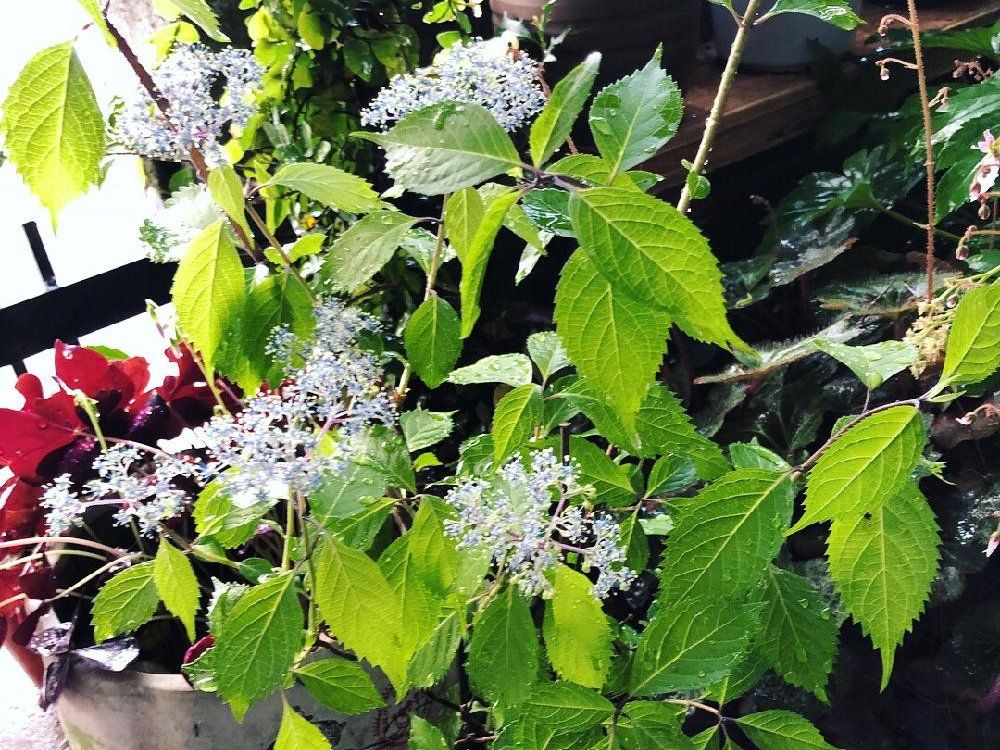 コアジサイ　白い花　葉