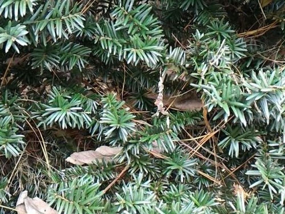 ドイツトウヒ　地植え　葉