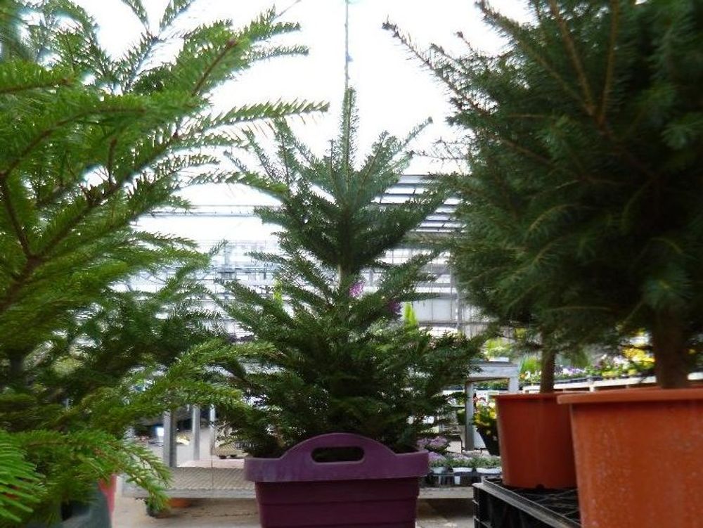 ドイツトウヒ　鉢植え　葉