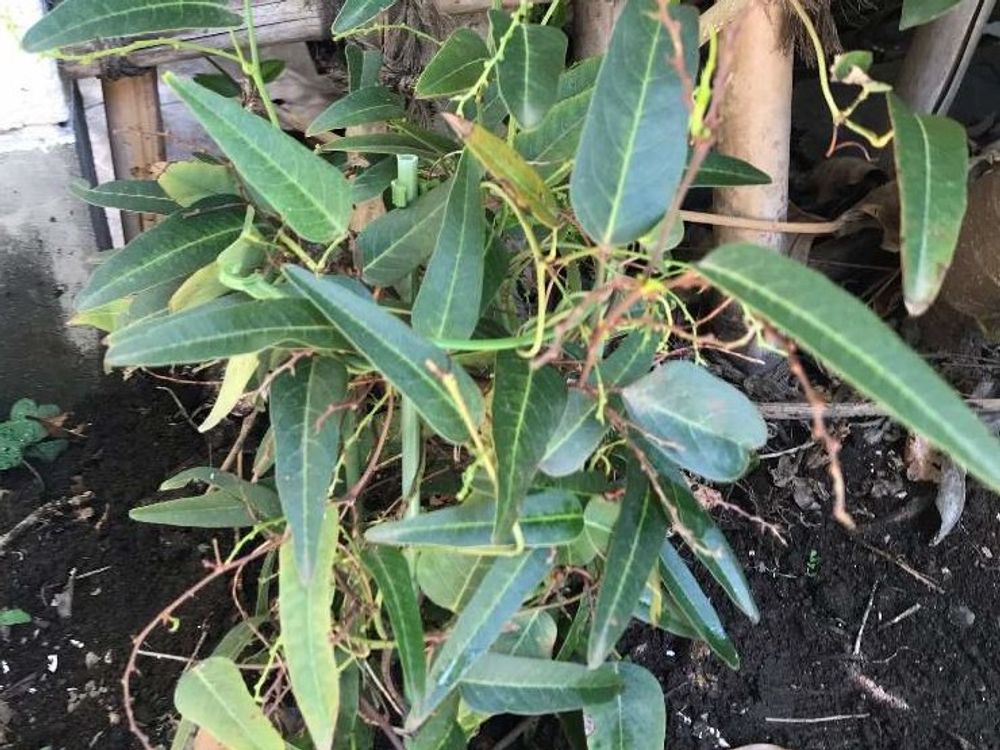 ハーデンベルギア　地植え　葉