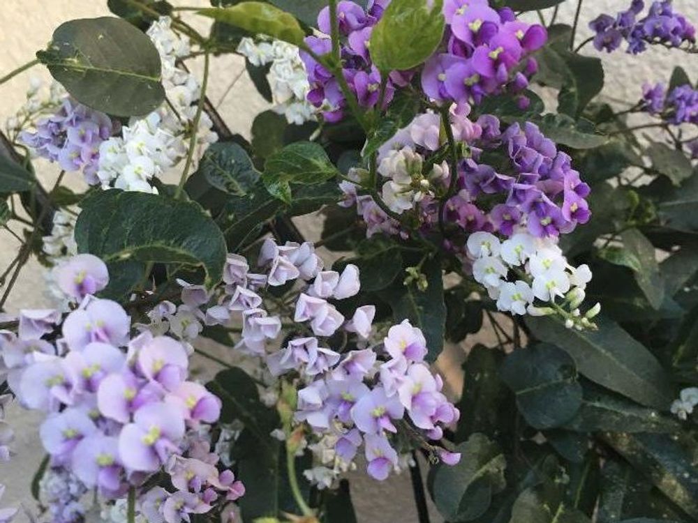 ハーデンベルギア　紫色の花