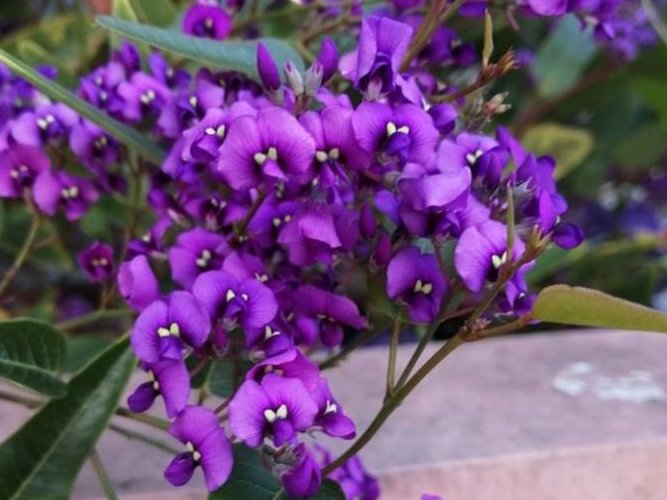 ハーデンベルギア　紫色の花